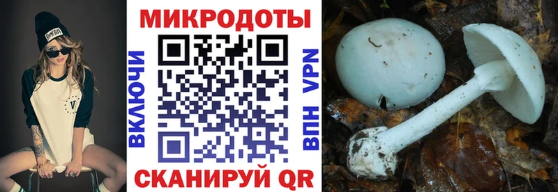 Псилоцибиновые грибы GOLDEN TEACHER  купить наркотики цена  blacksprut вход  Новопавловск 